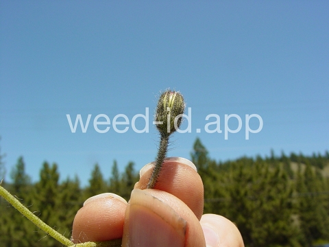 hawkweed, mouseear